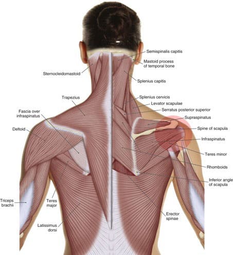 donuk omuzda anatomi